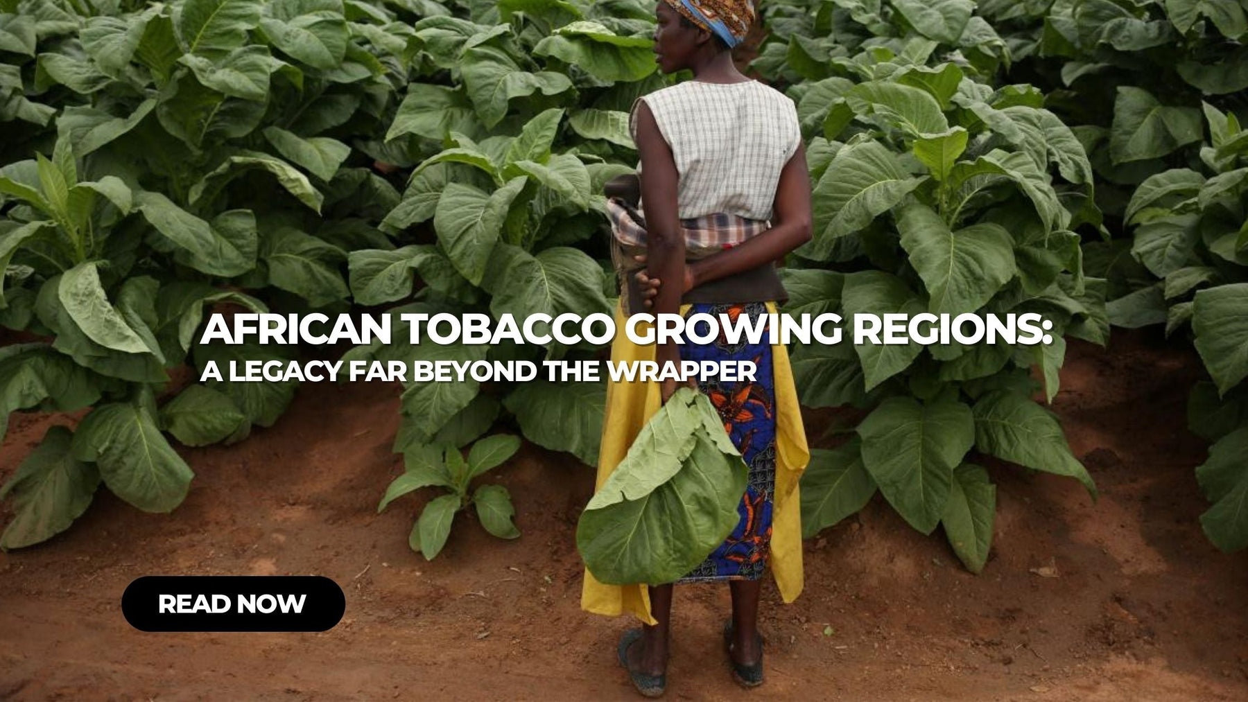 African Tobacco Growing Regions