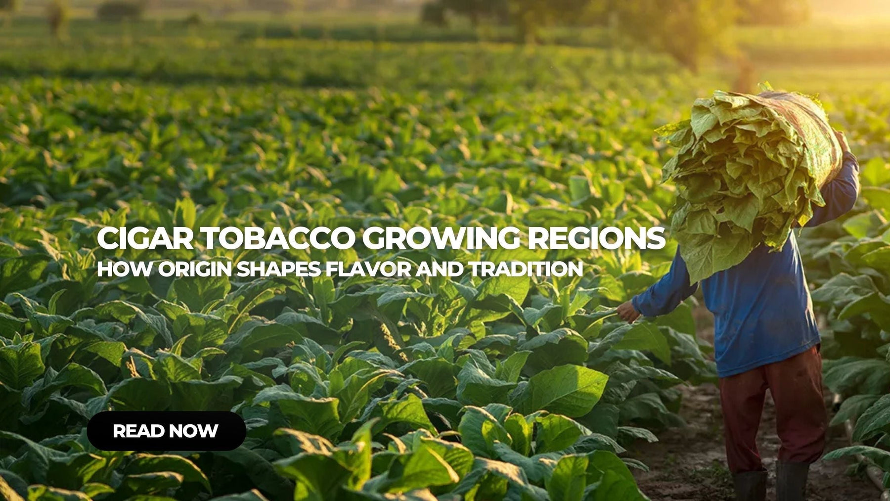 Cigar Tobacco Growing Regions