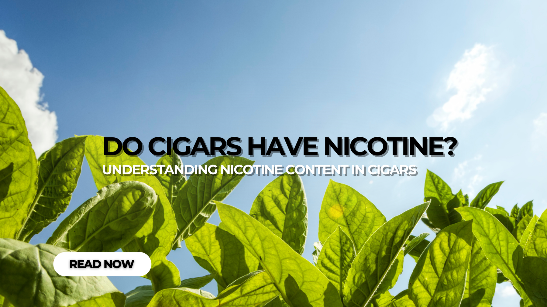 Do Cigars Have Nicotine