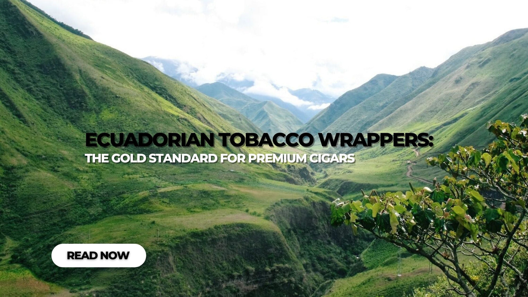 Ecuadorian Tobacco Wrappers