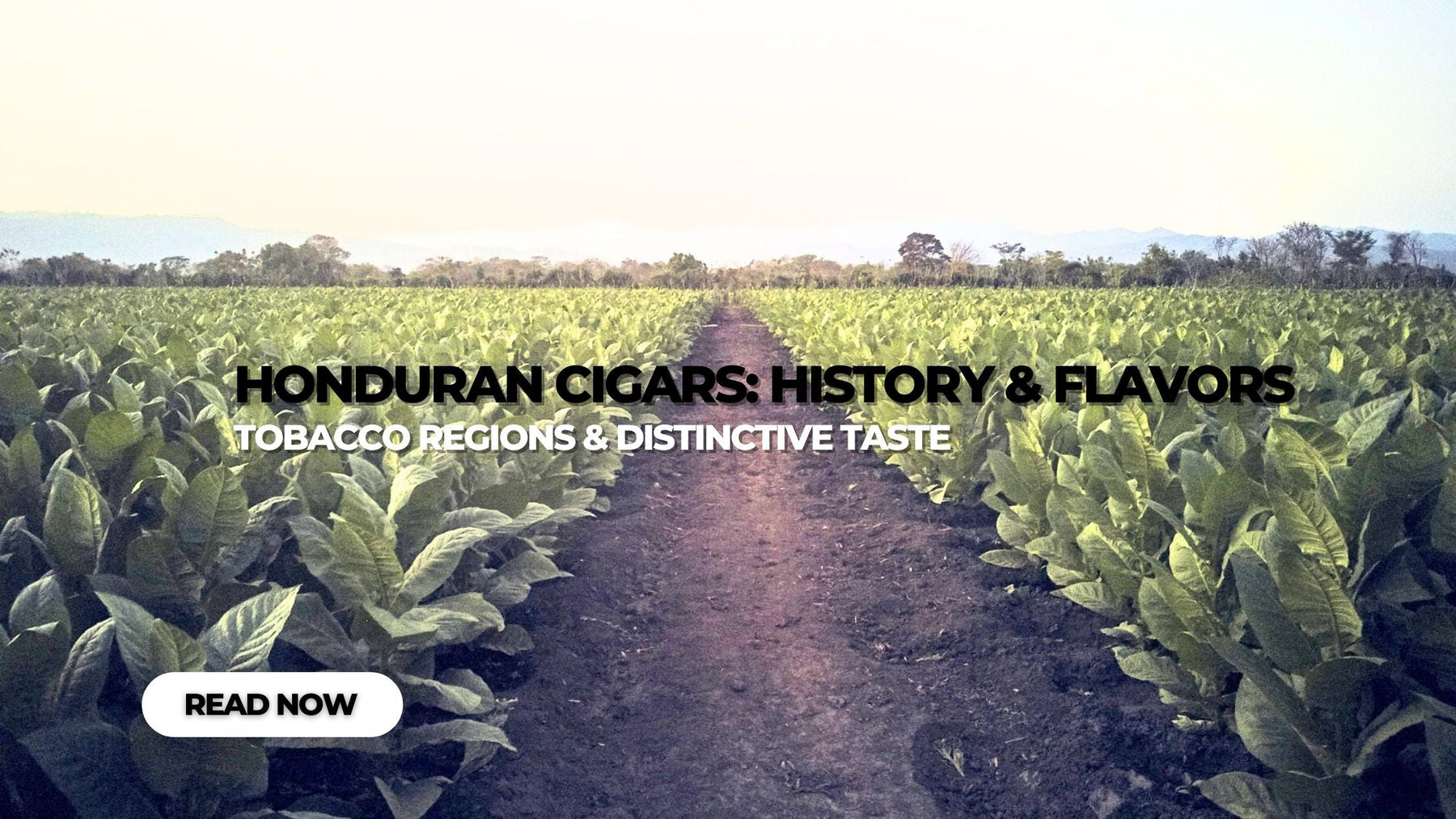 Honduran Cigars