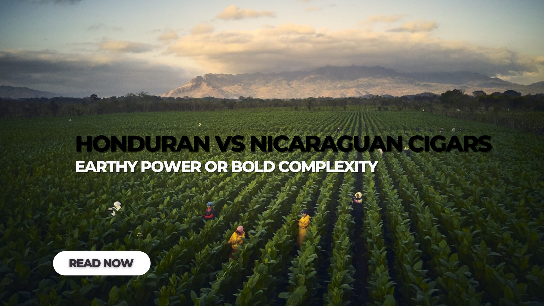 Honduran vs Nicaraguan Cigars