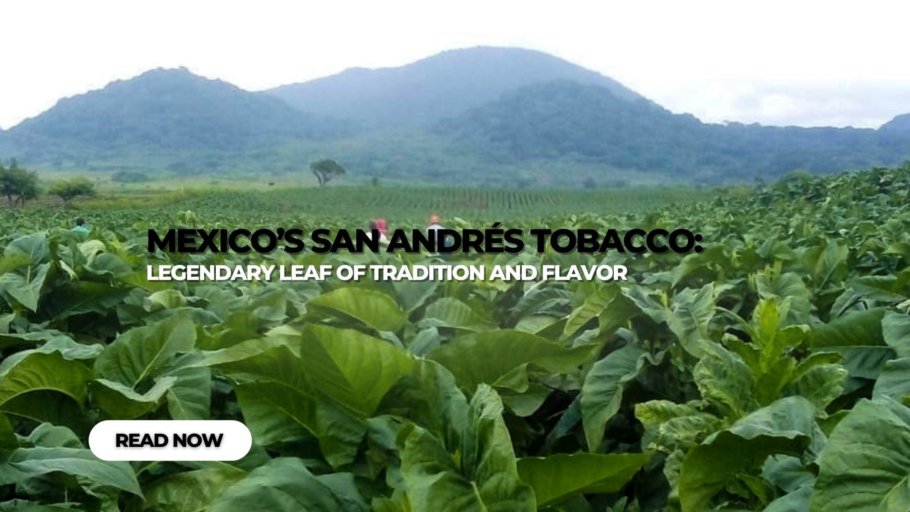 Mexico’s San Andrés Tobacco