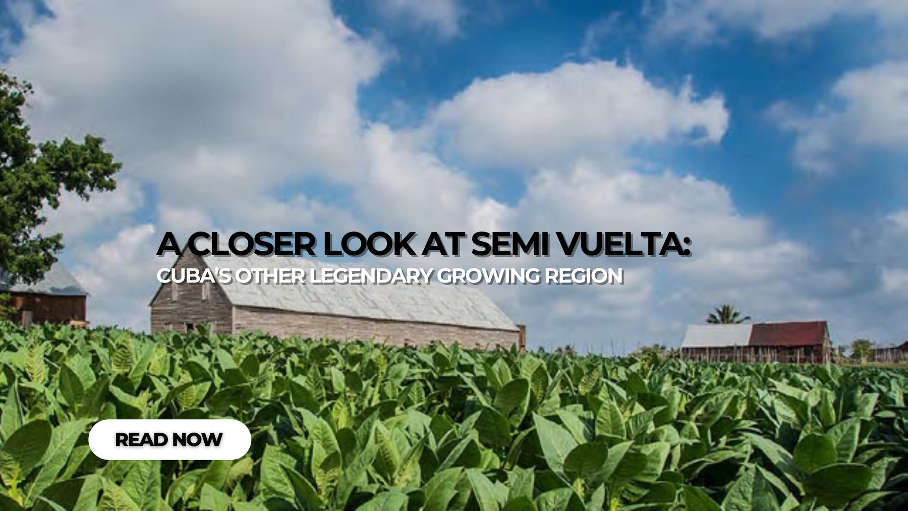 Semi Vuelta_ Cuba’s Other Legendary Growing Region