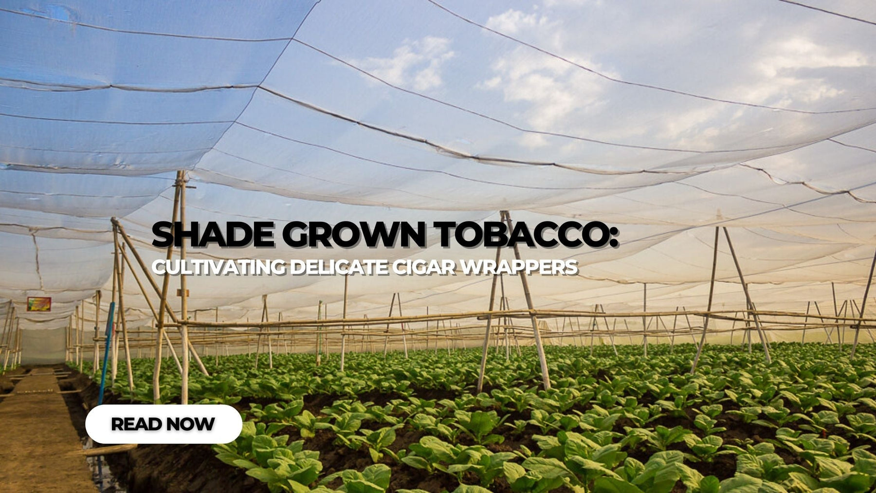 Shade Grown Tobacco