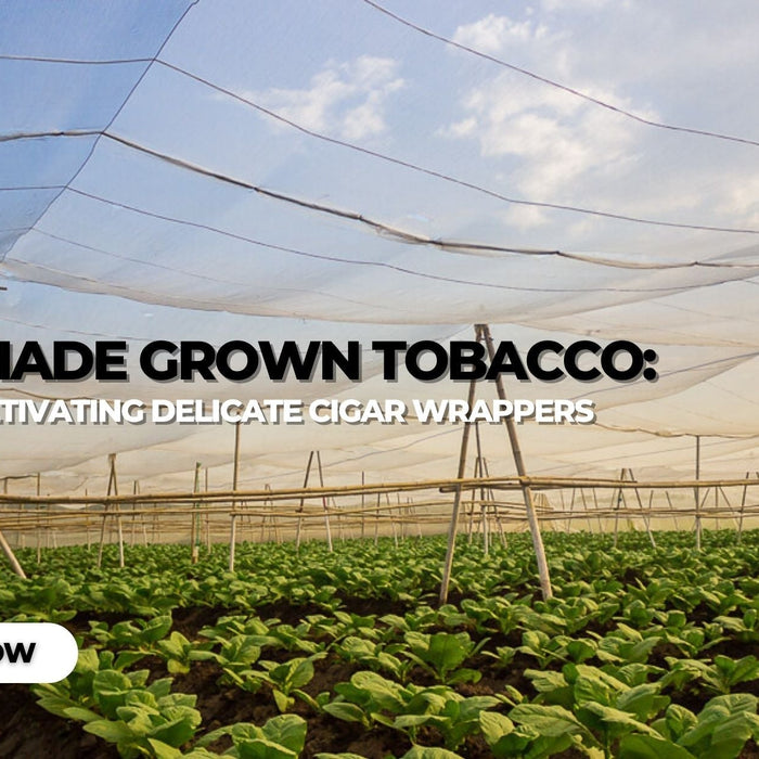 Shade Grown Tobacco