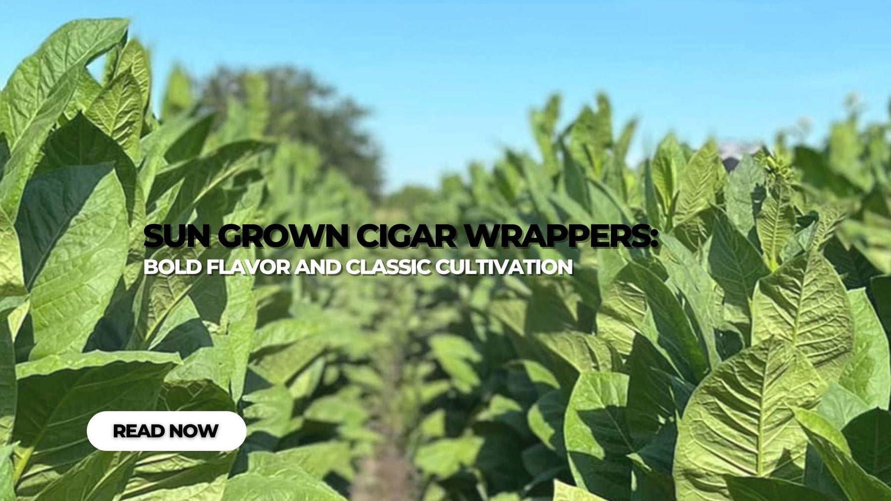 Sun Grown Cigar Wrappers