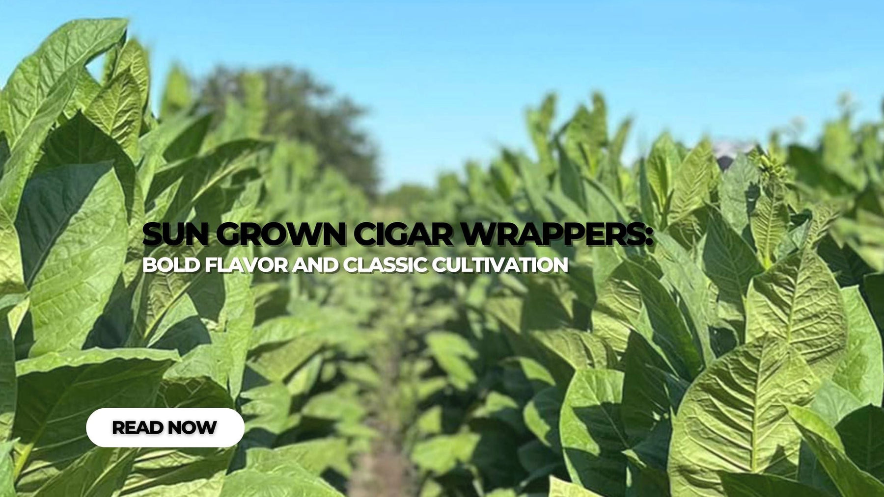 Sun Grown Cigar Wrappers