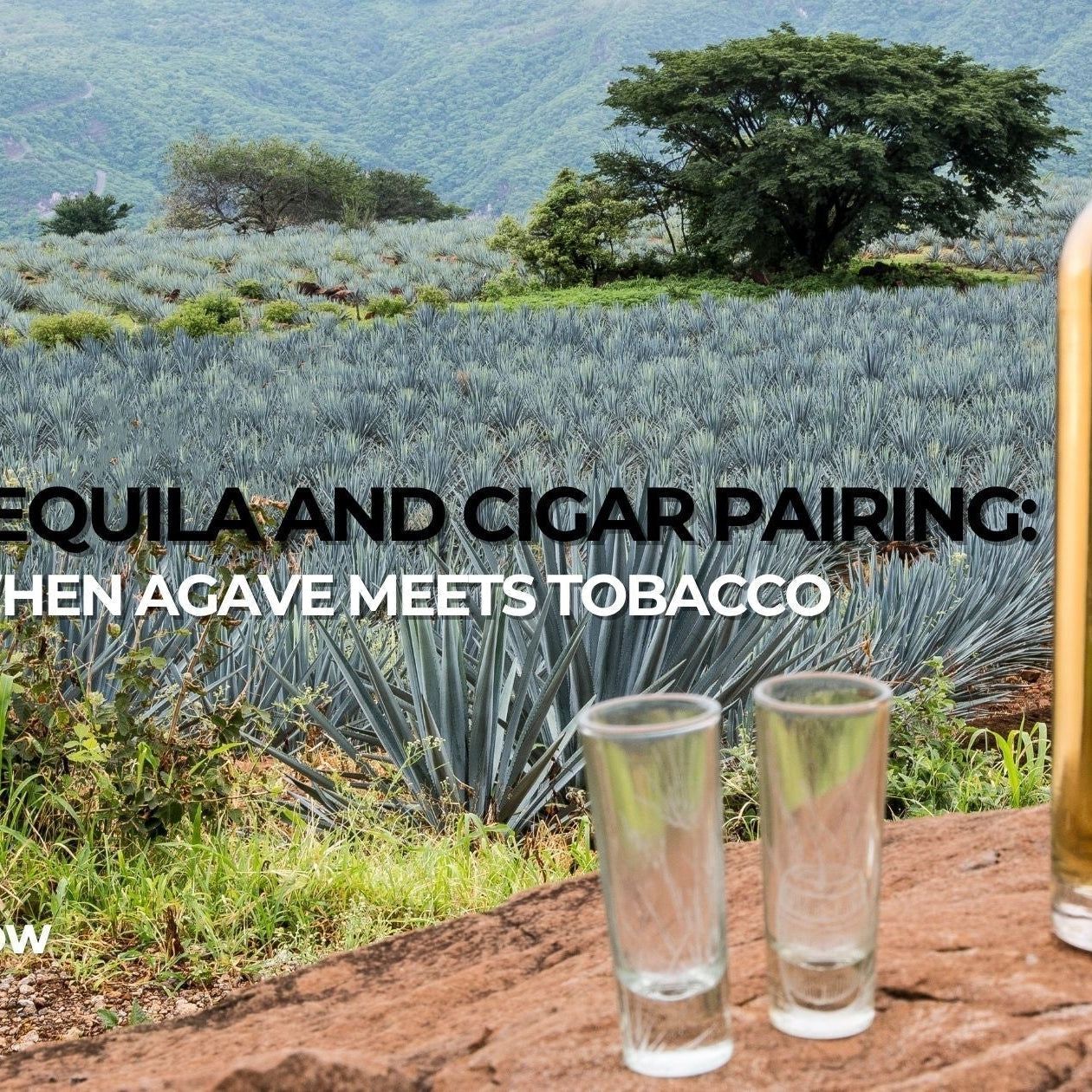 Cigar Pairing 101 The Complete Guide to Cigar & Drink Pairings