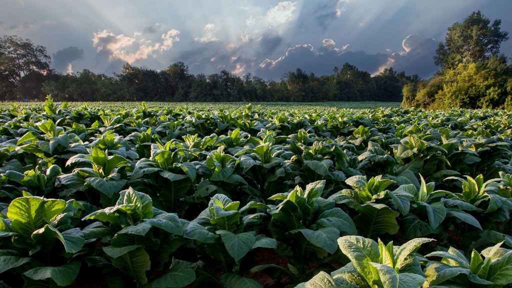Criollo Wrapper: History, Flavor, and Cigars We Stock