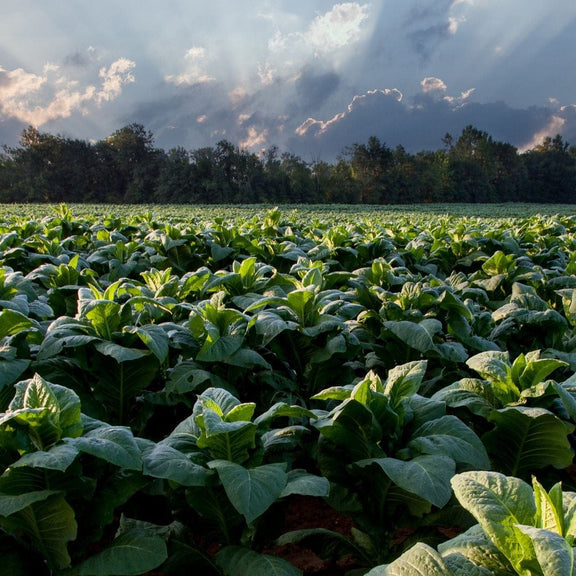 Criollo Wrapper: History, Flavor, and Cigars We Stock