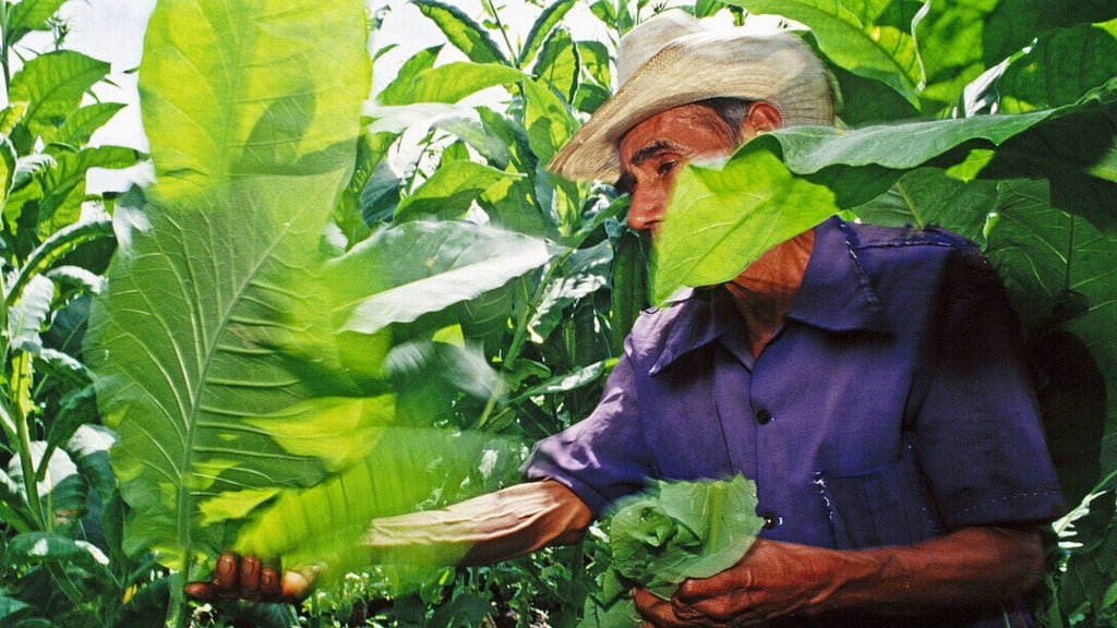 San Andrés Wrapper: Mexico's Dark Leaf, Explained by a Shop That Stocks It