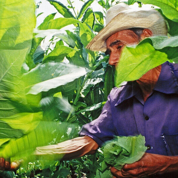 San Andrés Wrapper: Mexico's Dark Leaf, Explained by a Shop That Stocks It
