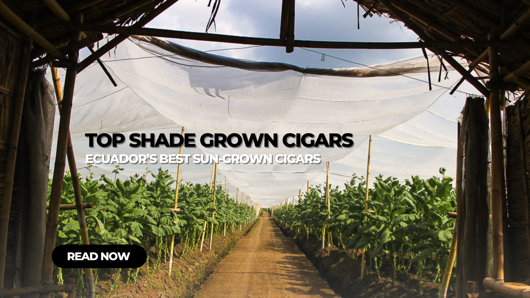 Top Shade Grown Cigars of 2026