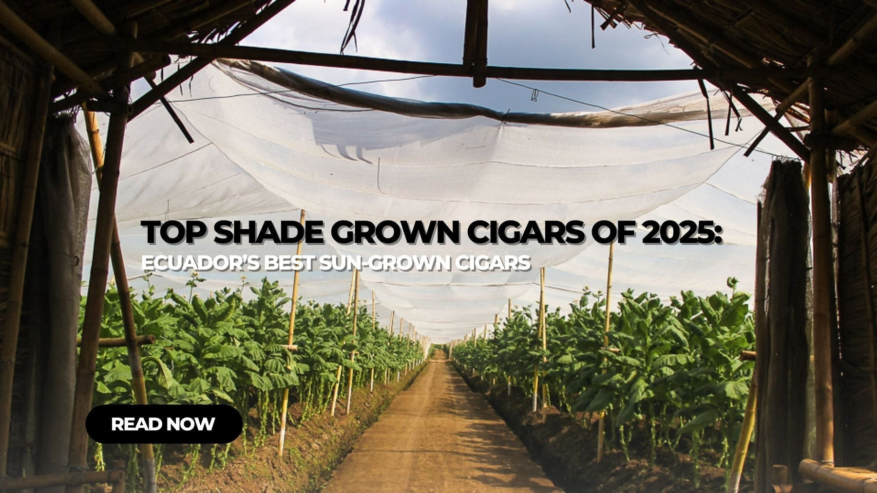 Top Shade Grown Cigars of 2025