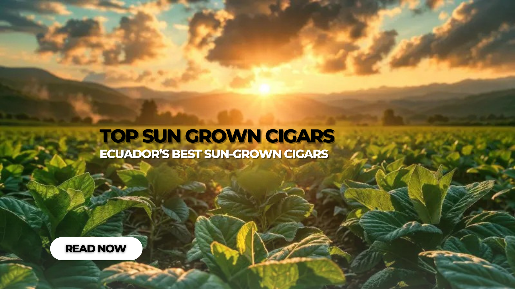 Top Ecuadorian Sun Grown Cigars of 2026