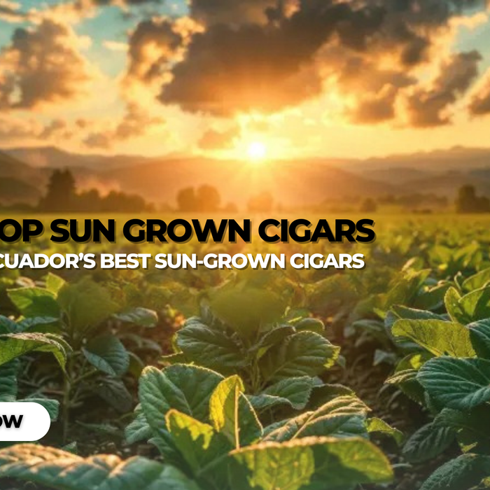 Top Ecuadorian Sun Grown Cigars of 2026