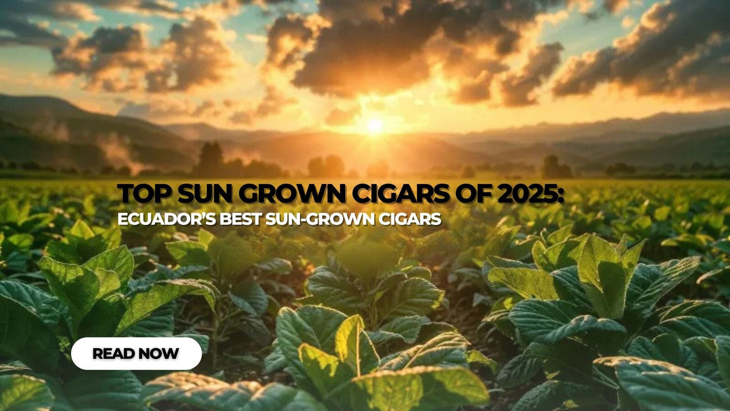 A sunlit tobacco field with mountains in the background and text overlay promoting Ecuador’s best sun-grown cigars for 2025.